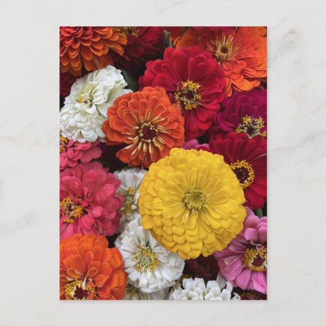 Carte Postale De belles mamans (Devant)