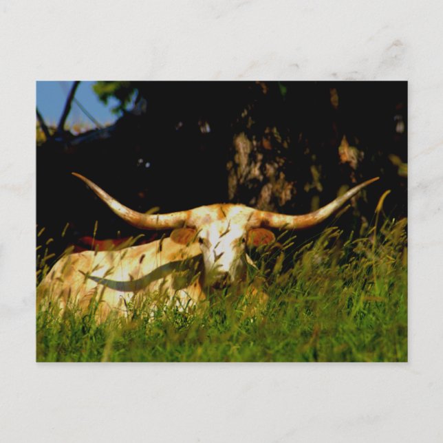 Carte postale de bétail de Longhorn (Devant)
