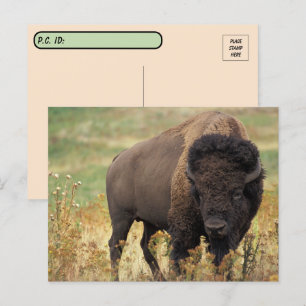 Carte postale de bison américain