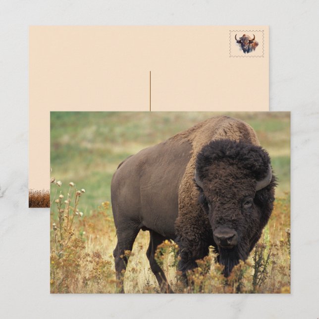 Carte postale de Bison d'Amérique / Buffle (Devant / Derrière)