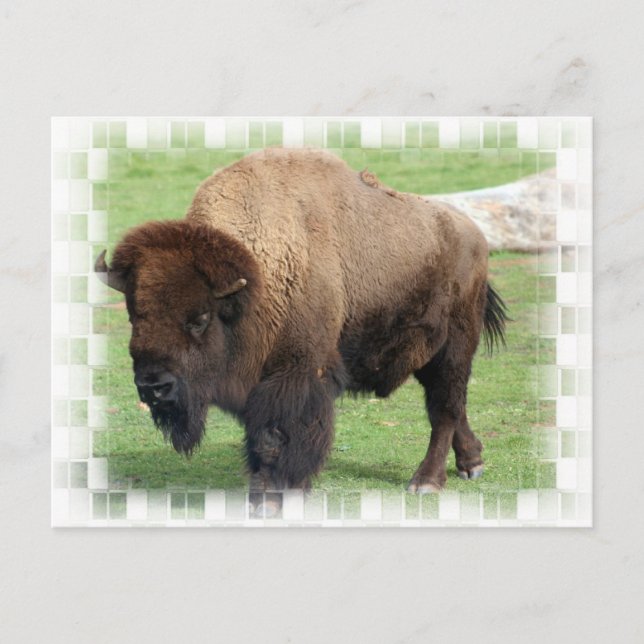 Carte postale de bison nord-américain (Devant)