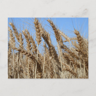 Carte postale de blé de la vie agricole États-Unis