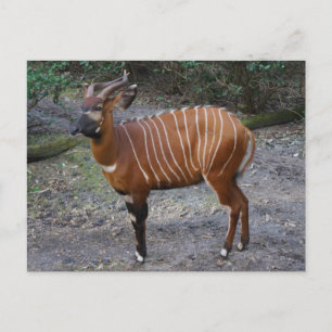 Carte postale de Bongo (Antilope)