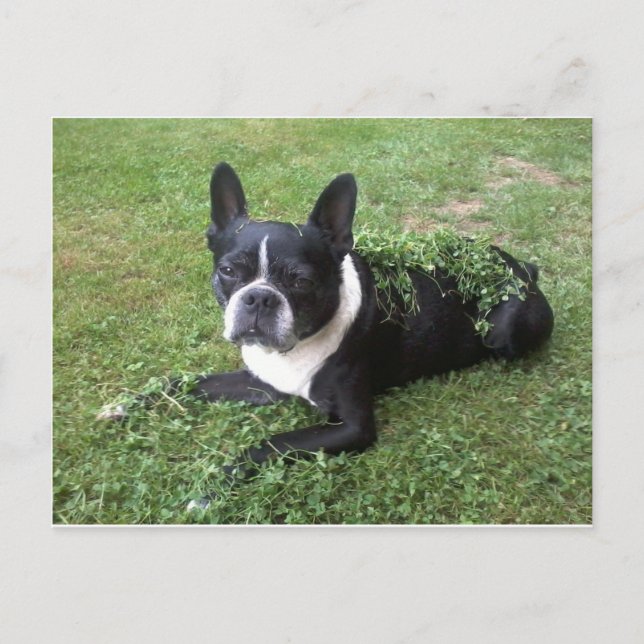 carte postale de boston terrier (Devant)