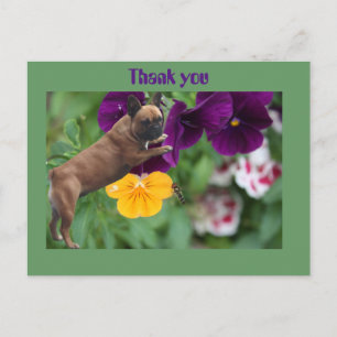 Carte postale de bouledogue français