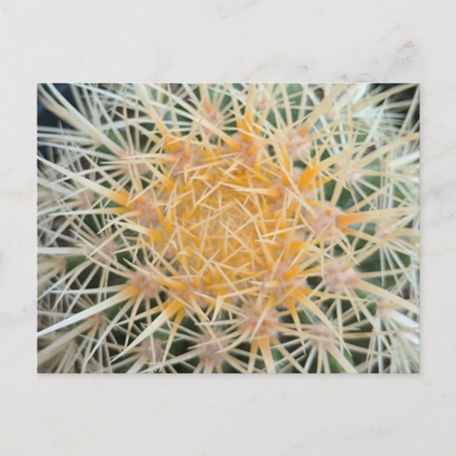 Carte postale de cactus (Devant)