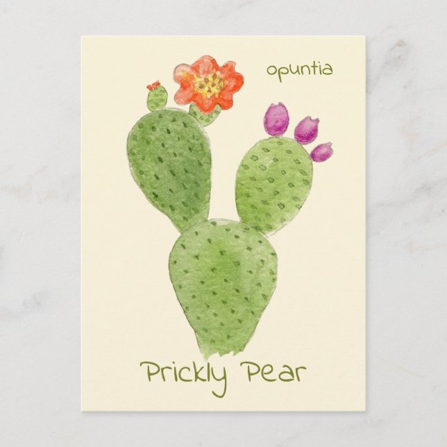 Carte postale de cactus Figuier de Barbarie (Devant)