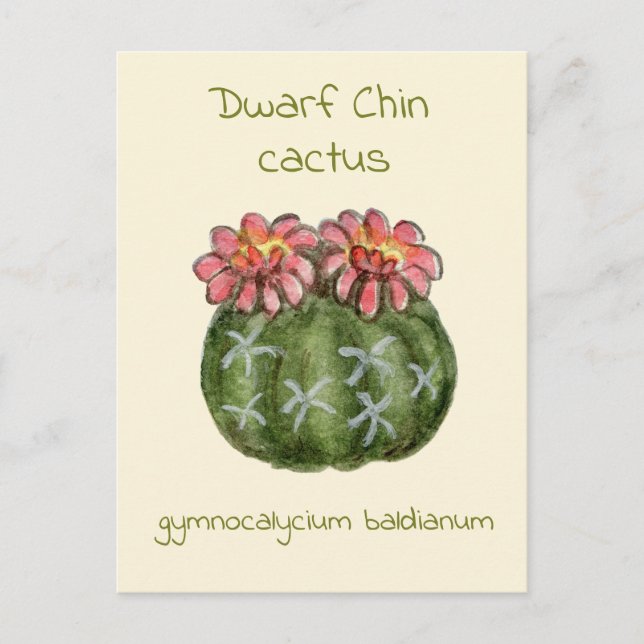 Carte postale de cactus Gymnocalycium Baldianum (Devant)