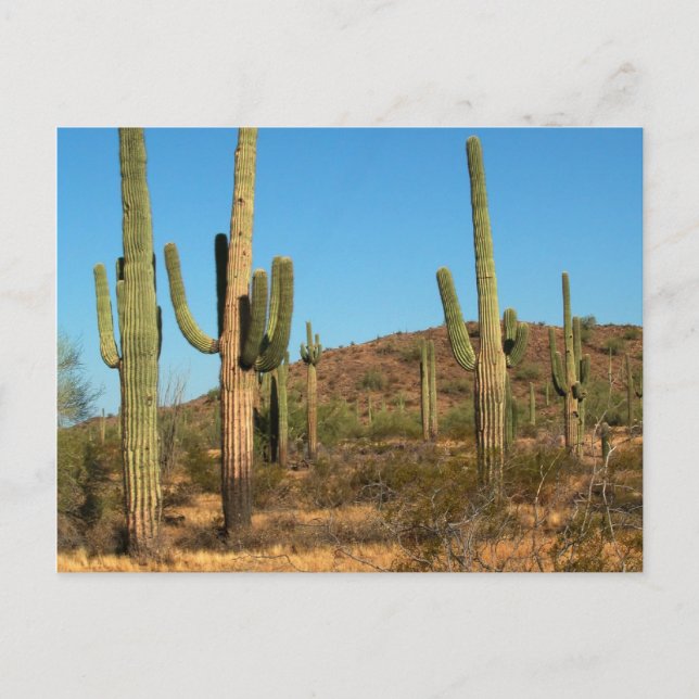 Carte postale de cactus Saguaro (Devant)
