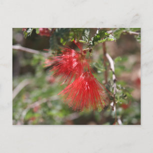 Carte postale de Calliandra eriophylla