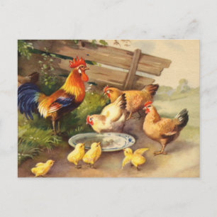 Carte postale de campagne avec coq vintage, poules