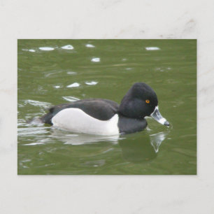 Carte postale de canard à anneaux