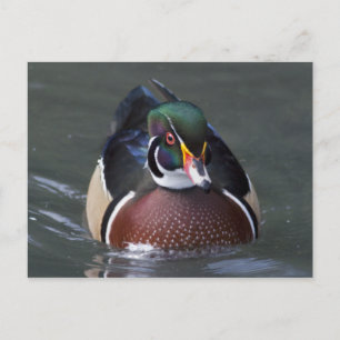 Carte postale de Canard branchu américain