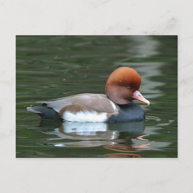 carte postale de canard sur la rivière (Devant)