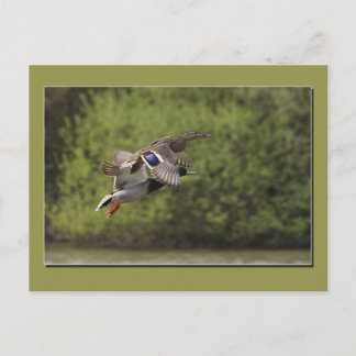 Carte postale de canard volant