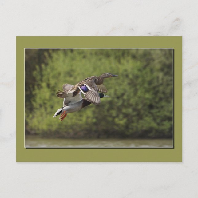 Carte postale de canard volant (Devant)