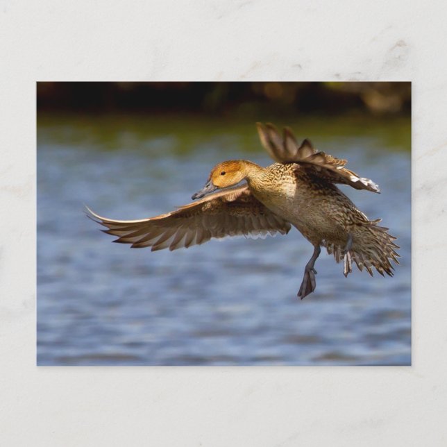 Carte postale de canard volant (Devant)