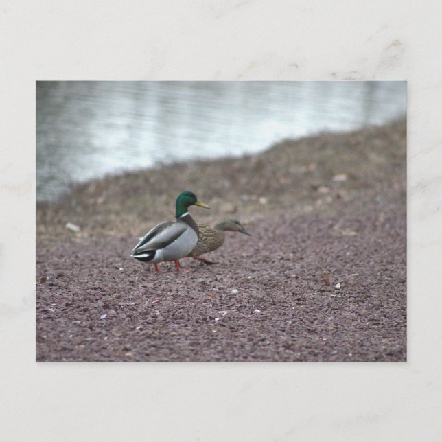 Carte postale de canards (Devant)