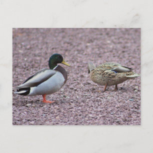 Carte postale de canards colverts