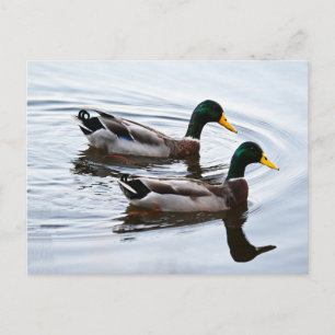 Carte postale de canards colverts dans l'eau