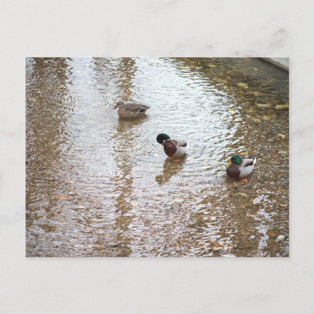 Carte postale de canards dans l'eau (Devant)