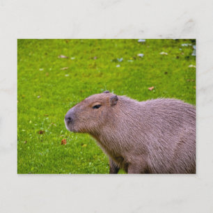 Carte postale de capybara