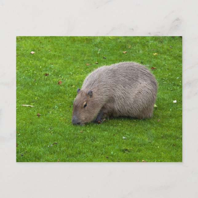Carte postale de Capybara (Devant)