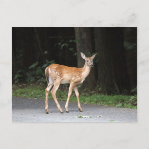 Carte postale de cerf