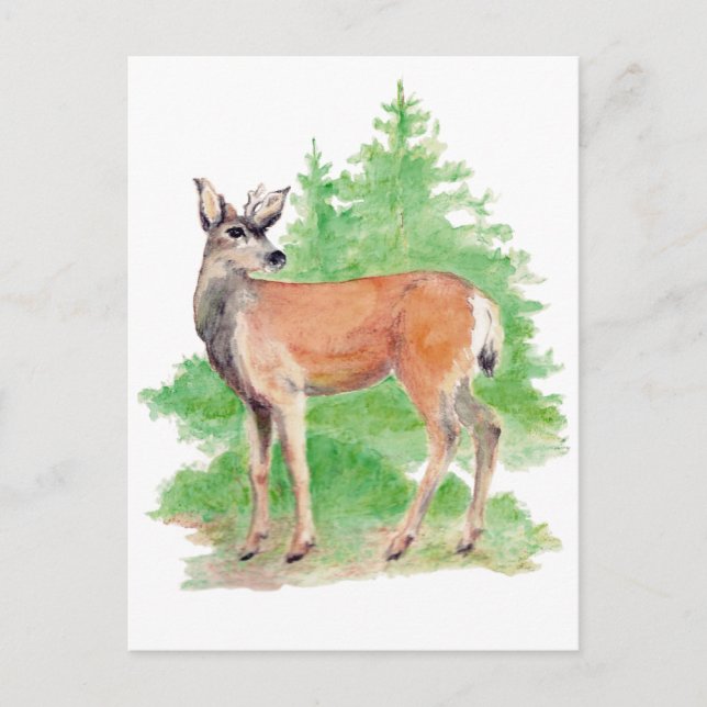 Carte postale de cerfs blancs (Devant)