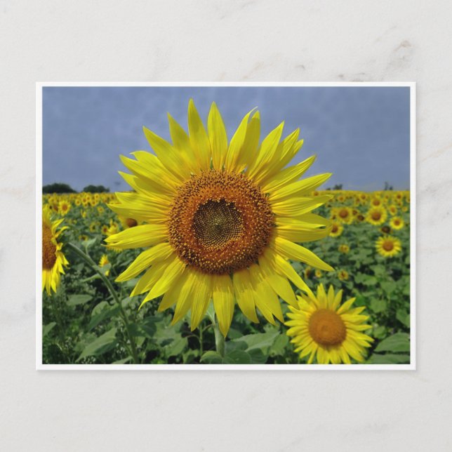 Carte postale de champ de tournesols et de ciel bl (Devant)