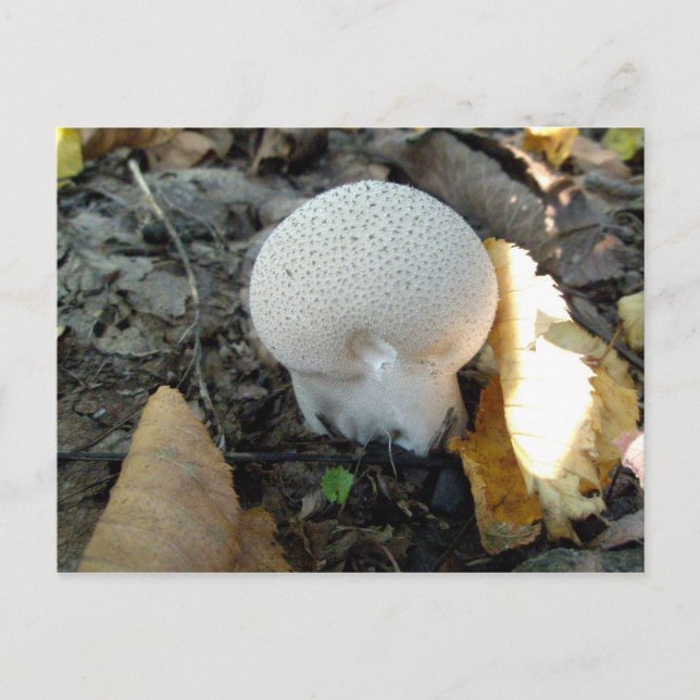 Carte postale de champignon de balle (Devant)