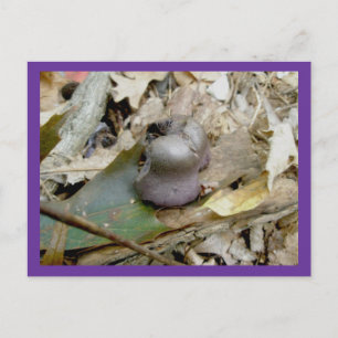 Carte postale de champignon Helmut violet