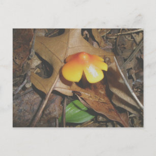 Carte postale de champignon jaune rouge minuscule