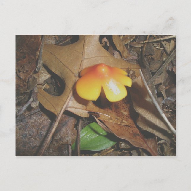 Carte postale de champignon jaune rouge minuscule (Devant)