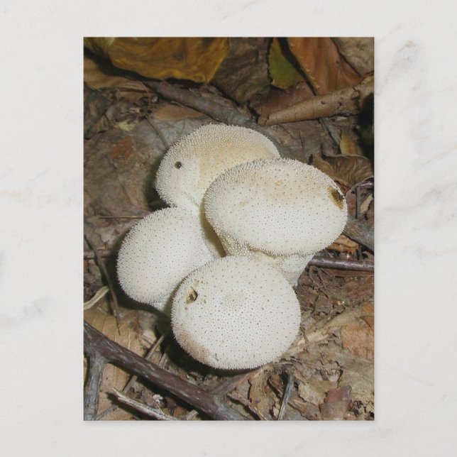 Carte postale de champignon Prickly Puffs (Devant)
