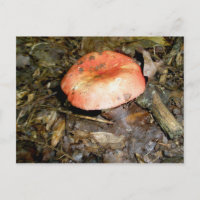Carte postale de champignons rouges moyen