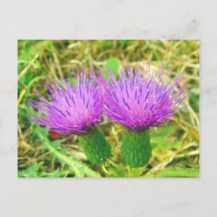 Carte postale de chardon en cours de rampe ou de c