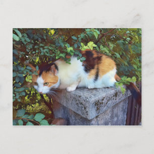 Carte postale de chat