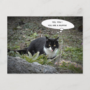 Carte postale de chat amusant