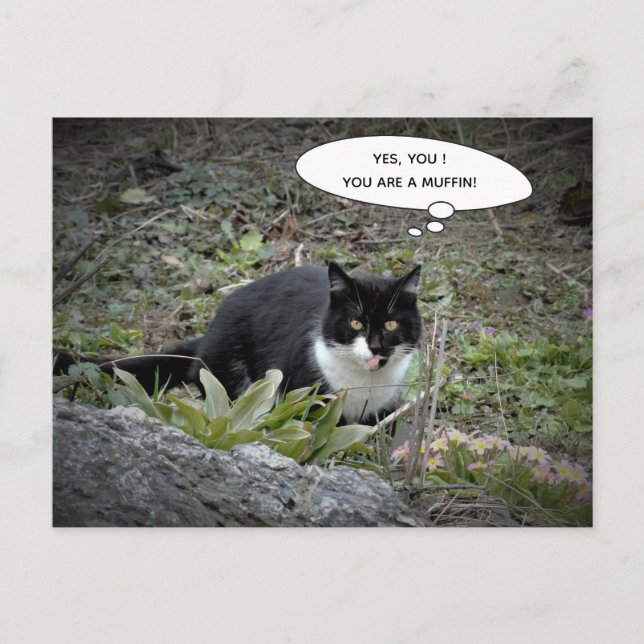 Carte postale de chat amusant (Devant)