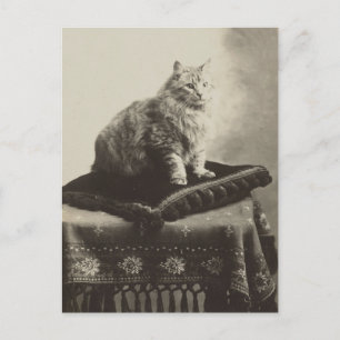 Carte postale de chat antique sur coussin 1910 res