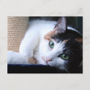 Carte postale de chat avec poteau à gratter.