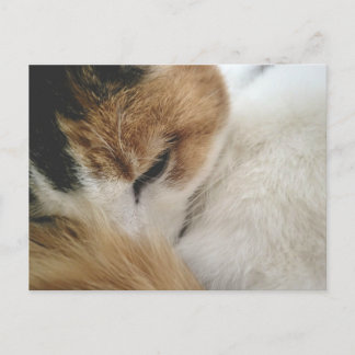 Carte postale de chat calicot confortable
