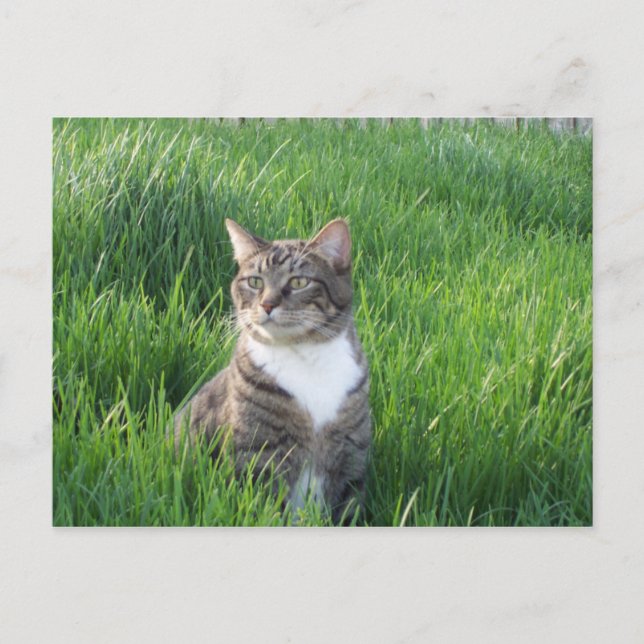 Carte postale de chat de garçon Nature (Devant)