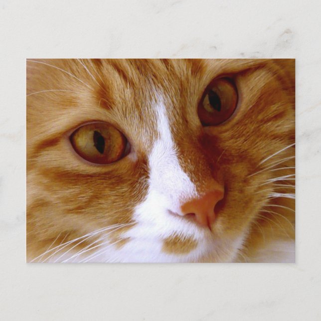 Carte postale de chat en gros plan (Devant)