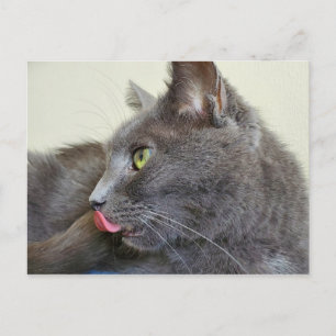 Carte postale de chat gris