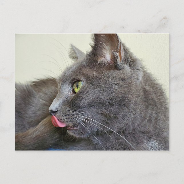 Carte postale de chat gris (Devant)