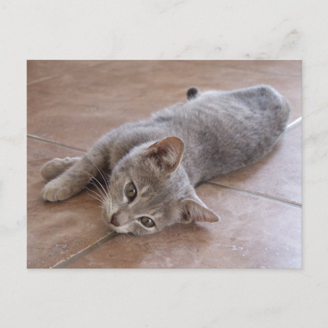 Carte postale de chat gris (Devant)