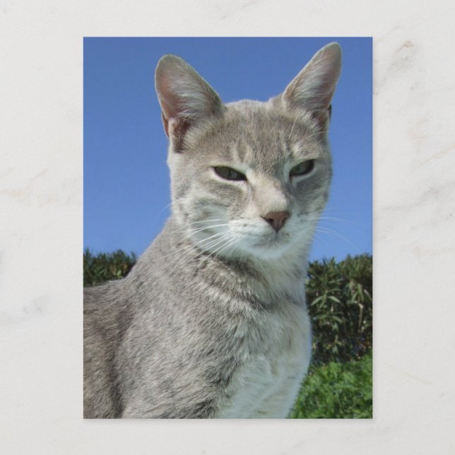 Carte postale de chat gris (Devant)