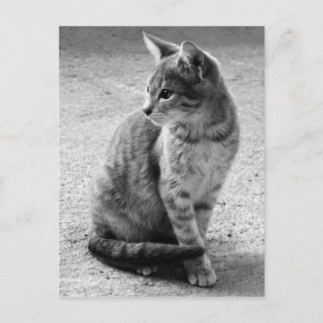 Carte postale de chat gris (Devant)